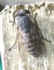 Tabanus sp.